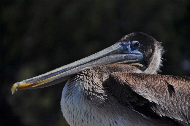 brown pelican